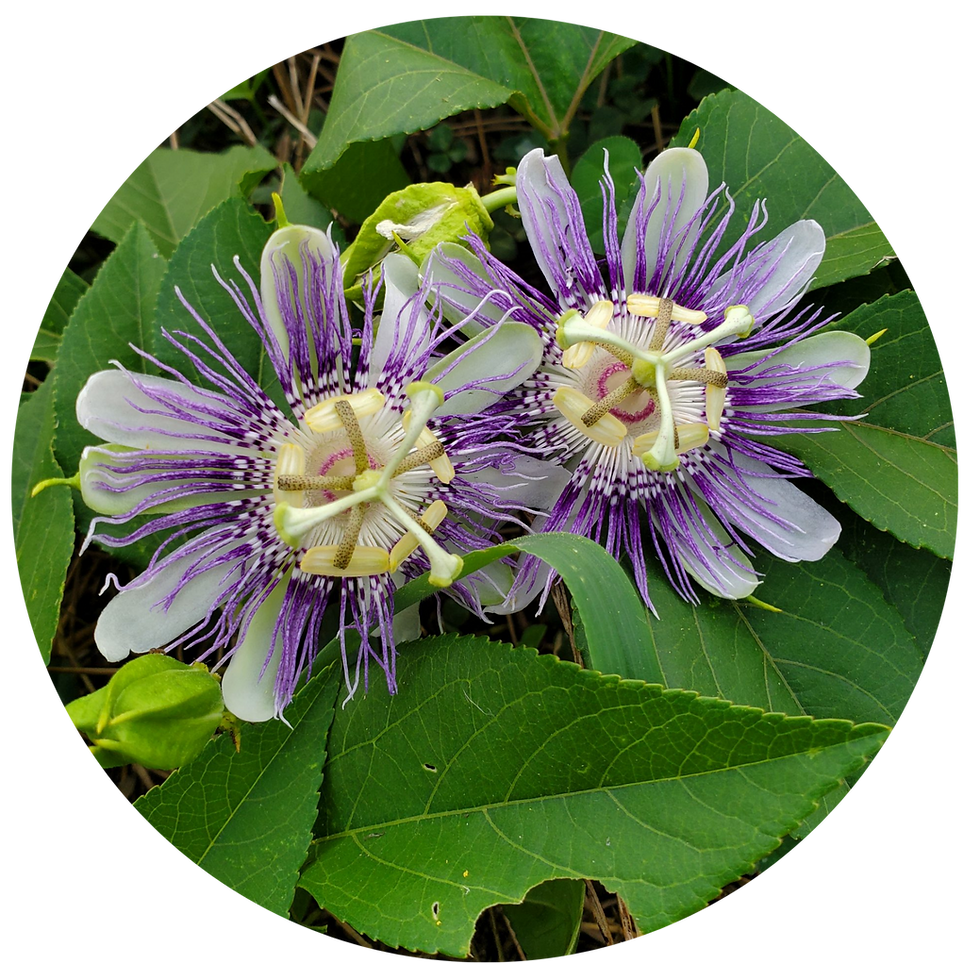 Miniature : TISANE FLEURS BIO | MORPHÉE