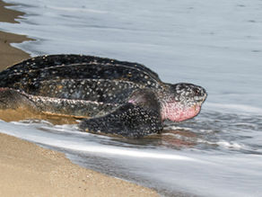 a leatherback turtle on the edge of the ocean
