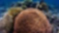 cahuita snorkel 1.JPG