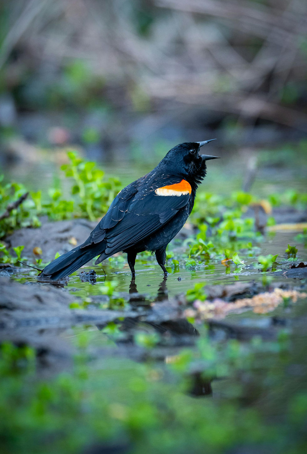 Tordo Sargento also known as a red winged blackbird with orange patches stands in a shallow, green wetland, calling out. Blurred natural background creates a serene mood.