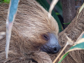 a sleeping two-toed sloth in a tree