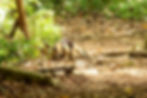 Tamandua walking on the forest floor in Manuel Antonio Park, surrounded by green foliage and tree roots, on a leaf-covered ground. Calm and natural setting.