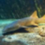 A nurse shark rests on a sandy ocean floor with a rocky background, its skin a muted brown, highlighting the serene underwater setting.