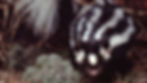 A black-and-white spotted skunk on a forest floor with moss and twigs, its bushy tail raised high. The setting feels natural and earthy.