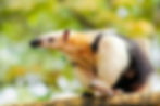 Tamandua perched on a wooden log, surrounded by trees. Its fur is tan and black, with a focused expression.