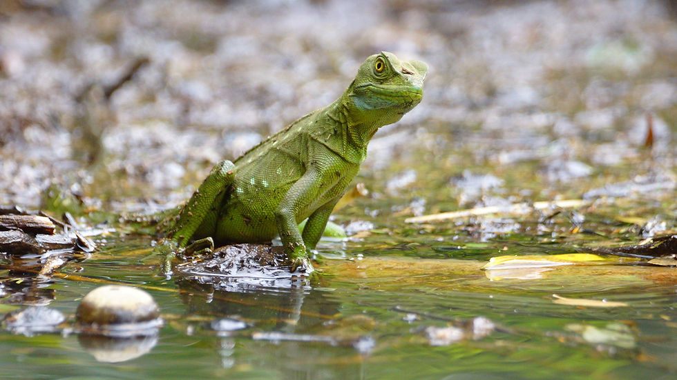 a jesus lizard at the edge of a canal in Punta Uva Costa Rica
