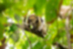 Tamandua climbing a tree branch in lush green foliage in Manuel Antonio National Park, brightly lit with natural sunlight filtering through the leaves.