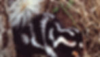 A Southern spotted skunk with a bushy tail is eating near a tree trunk among dry grass and leaves.