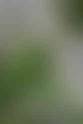 Ein Schwalbenschwanz Schmetterling