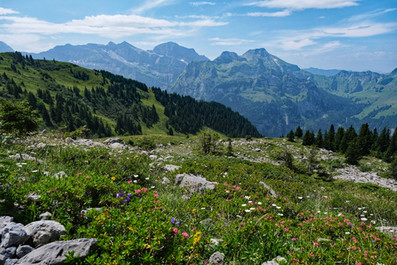 Blühende Alpenwiese mit bunten Wildblumen im Vordergrund und einem weiten Panoramablick auf die Zentralschweizer Bergwelt unter blauem Sommerhimmel.