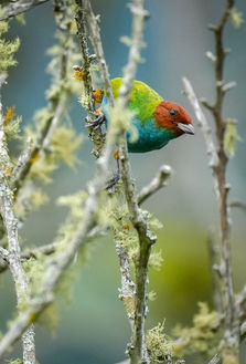 Bay headed tanager, bird, Colombia