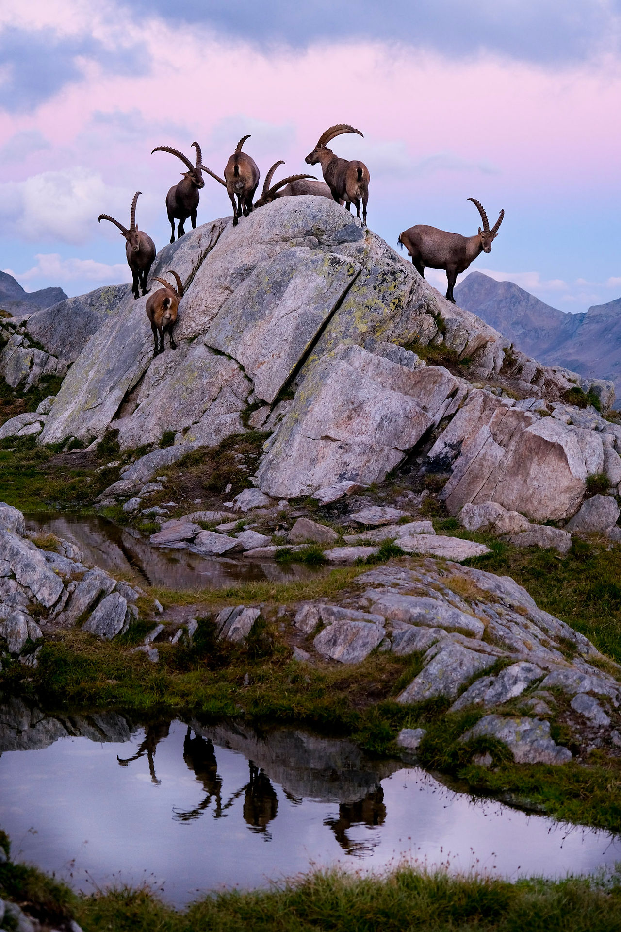 Gruppe von Steinböcken auf einem Granitblock mit Spiegelung im Tümpel, Cadlimohütte