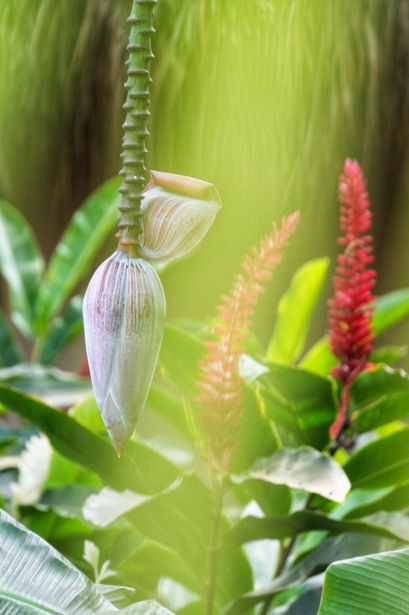 Banana flower, Tayrona, Colombia