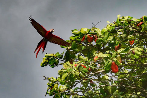 Ara im Flug, der sich einem Baum bei Sierpe in Costa Rica nähert