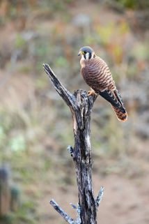 American kestrel, hawk, falcon, Colombia