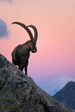 Steinbock auf einem Felsvorsprung vor rosafarbenem Abendhimmel im Val Cadlimo
