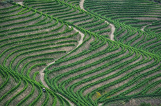 Ein Traktor in den Reben im Dourotal, Portugal