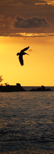 Ein Pelikan im Flug beim Sonnenuntergang am Strand nahe Drake Bay, Costa Rica