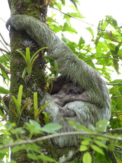 Dreifingerfaultier mit Baby