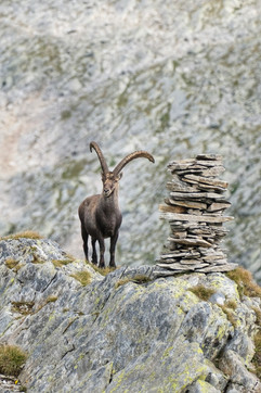 Steinbock neben einem Steinmann auf einem Felsvorsprung bei der Cadlimohütte