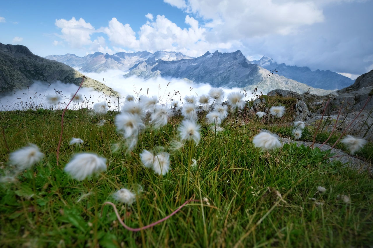 Wollgras auf alpiner Wiese am Sidelhorn, dahinter Nebelmeer und Finsteraarhorn-Massiv, Grimselgebiet Berner Alpen