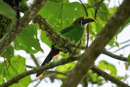 Southern Emerald Toucanet, Colombia