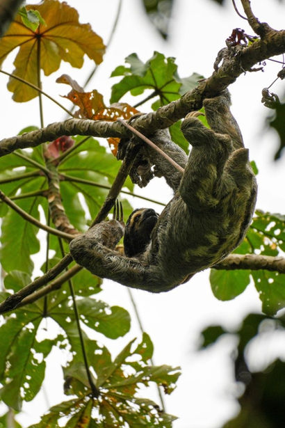 Three-toed sloth, Tayrona, Colombia