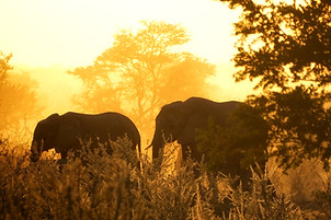 Elephants at sunset