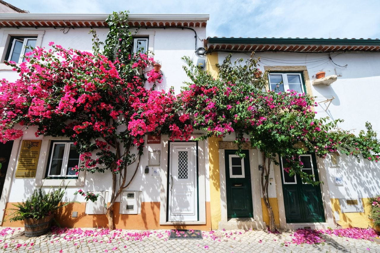 Bougainvillea in der Altstadt von Tomar, Portugal