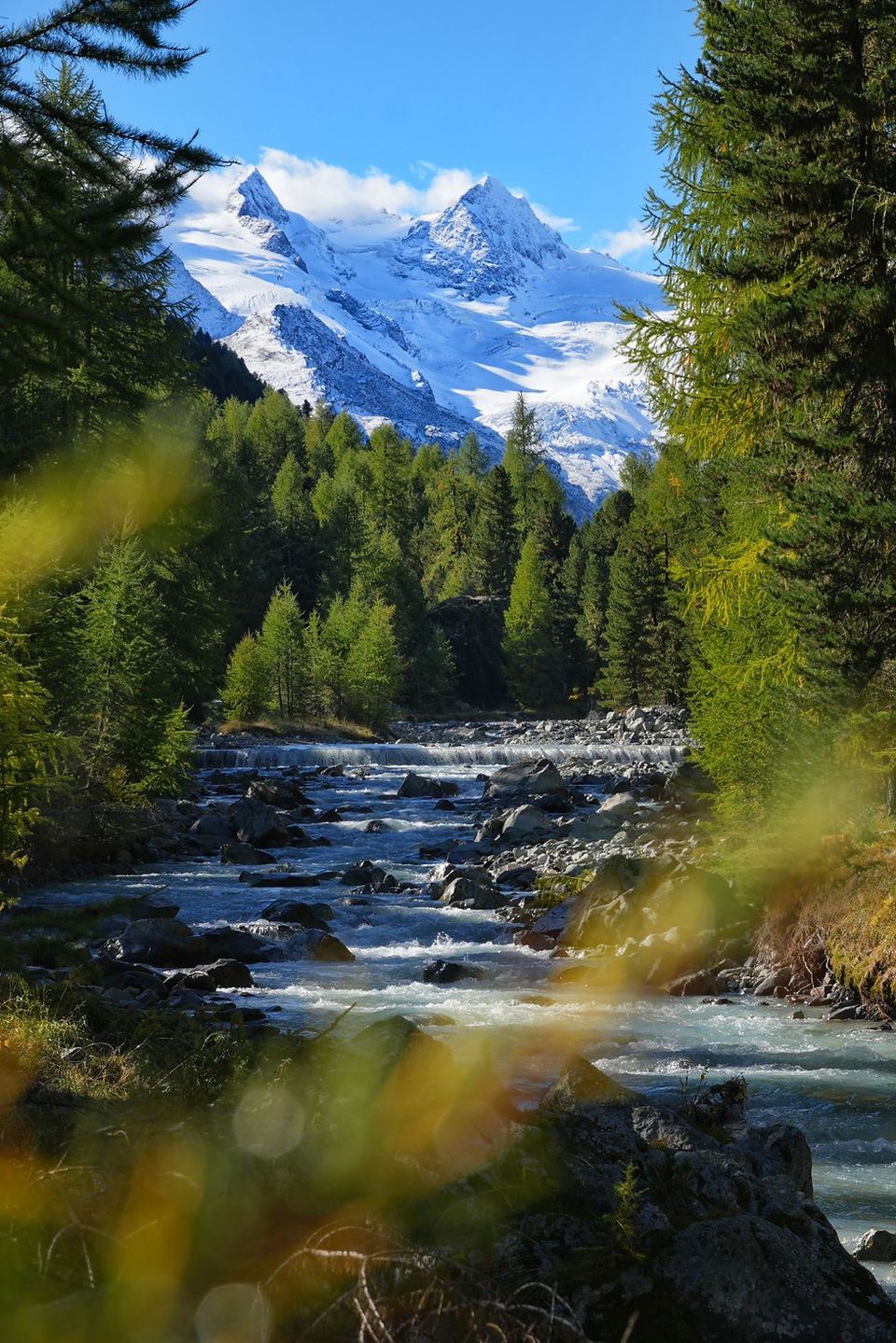 Ova da Roseg mit Blick auf das verschneite Bernina-Massiv durch Lärchenwald, Val Roseg Pontresina