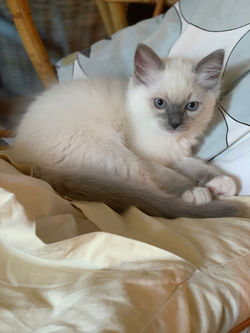 chatons ragdoll blue mitted