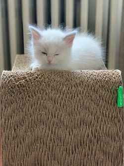 ragdoll blue bicolore