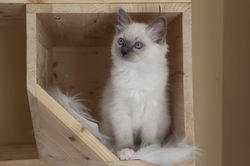 chatons ragdoll blue mitted
