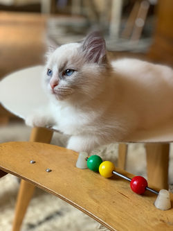 ragdoll blue bicolore
