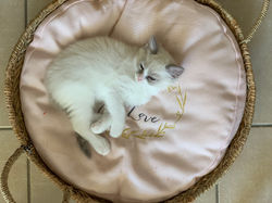 ragdoll blue bicolore