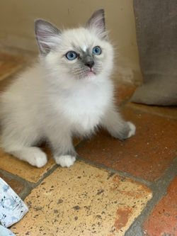 chatons ragdoll blue mitted