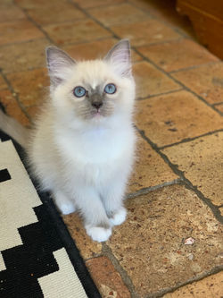 chatons ragdoll blue mitted