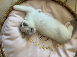 ragdoll blue bicolore