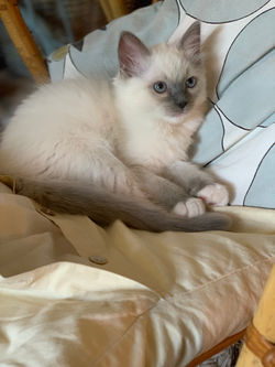 chatons ragdoll blue mitted