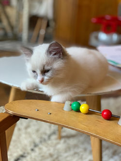 ragdoll blue bicolore