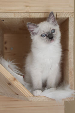 chatons ragdoll blue mitted