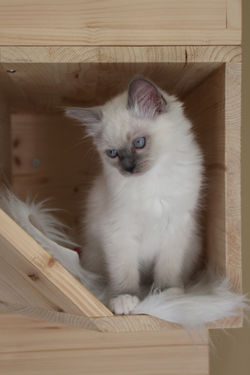 chatons ragdoll blue mitted