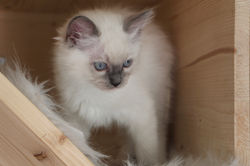 chatons ragdoll blue mitted