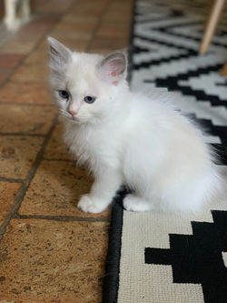 ragdoll blue bicolore