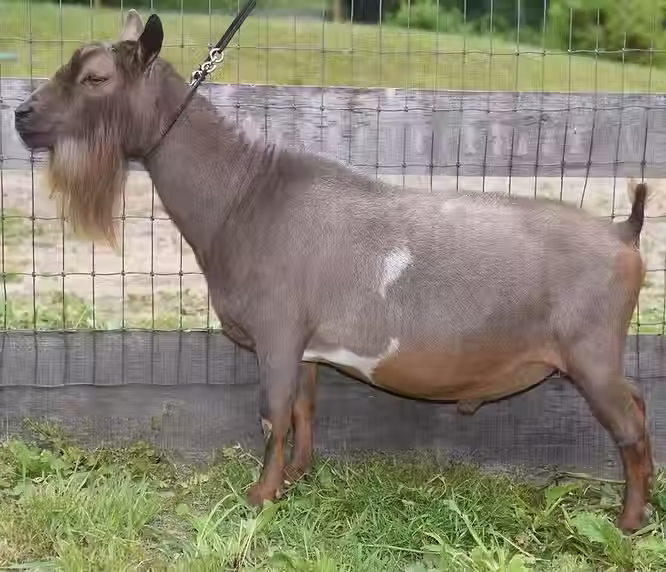 Sire, PC to Cheryle at Old Mountain Farm