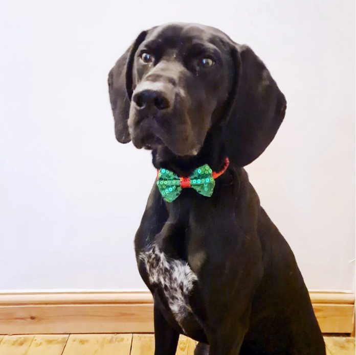 Thumbnail: Medium Black Dog wearing Not Just for Christmas Pooch Bow Tie