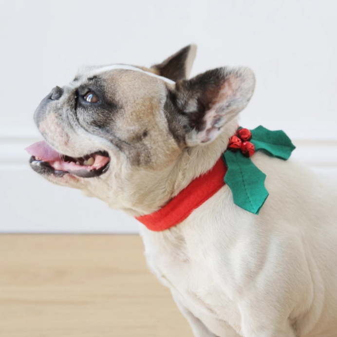 Thumbnail: Boxer wearing Christmas Holly Dog Collar