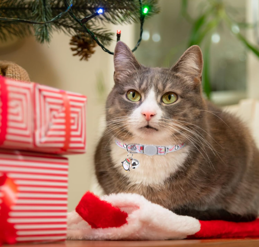 Thumbnail: Gray and White Cat wearing the Merry Xmas Christmas Cat Collar with Penguin Charm and Bell