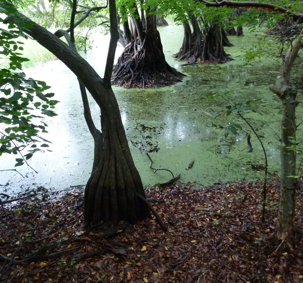 Humedales de agua dulce cienagasyhumedales