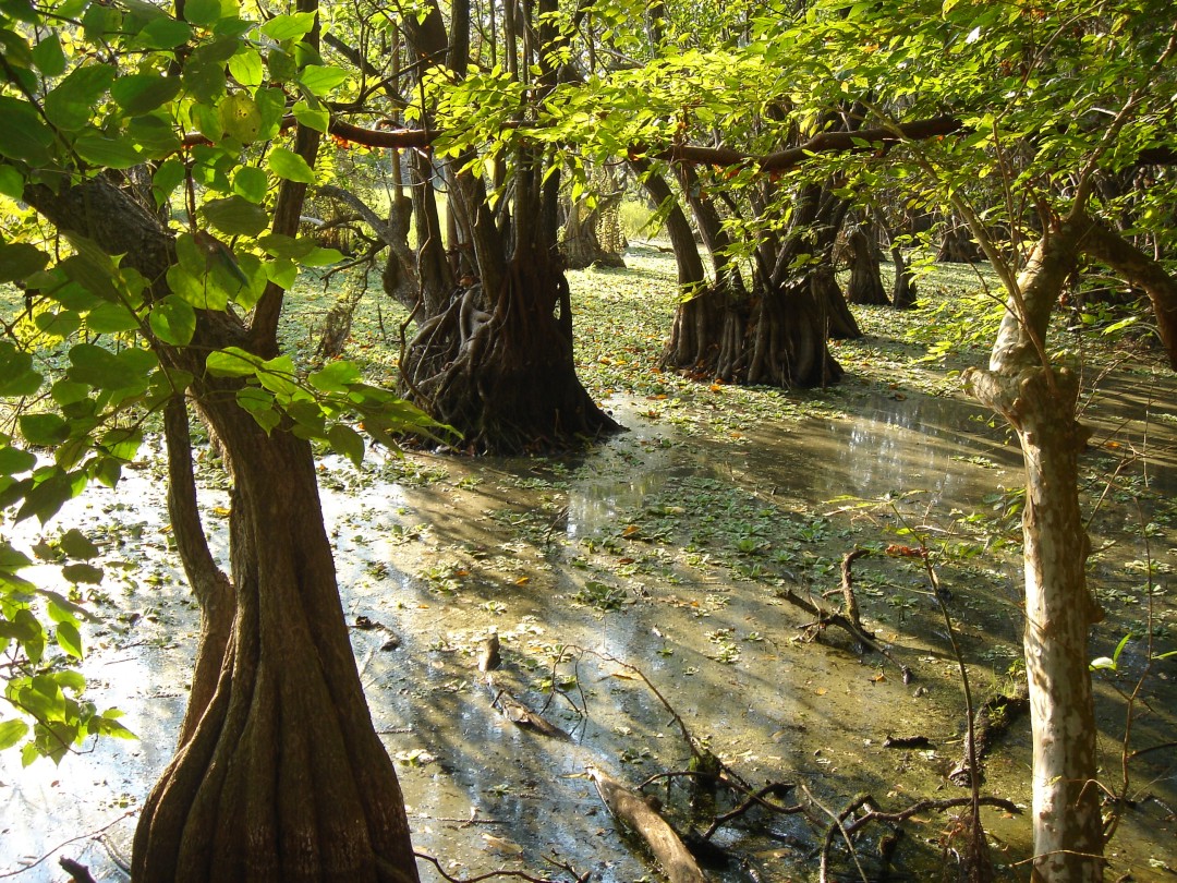 Humedales de agua dulce cienagasyhumedales